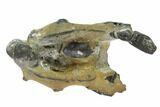 Fossil Mud Lobster (Thalassina) - Australia #95779-3